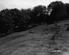 Bigelow Property Hilly Pasture Cows