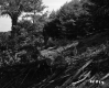 Bigelow Property Hill with Fallen Trees