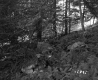 Bigelow Property Hill with Rocks and Ferns