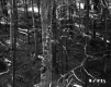 Bigelow Property Trees