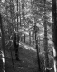 Bigelow Property Trees on Hill
