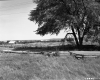 Split Rail Fence with Large Tree Right Side