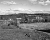 Four Cows in Meadow Near Route 2