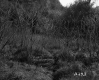 Doyle's Property