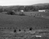 Boudreau Property, Cows in Pasture