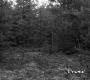 Small Mossy Clearing in Conifer Woods
