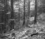 Slope in the Forest
