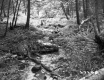 Small Stream in a Forest
