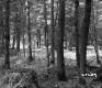 Coniferous and Deciduous Trees in Forest