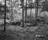 Stumps in Clearing of Forest