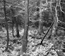 Fern Stands in a Forest