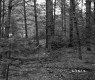 Forest Landscape with Fallen Tree Debris