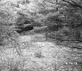 Small Clearing Among a Forest