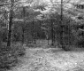 Trail in the Forest