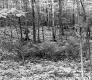 Birch Stand and Ferns