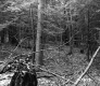 Forest Slope with Decaying Stump