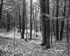 Deciduous Forest with Small Path