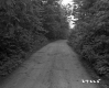 Dirt Road Through Lush Forest