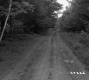 Dirt Road Through Mixed Forest