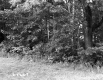The Edge of A Meadow
