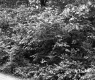 Edge of A Dirt Road  and Lush Forest