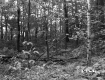 Forest Stand with Birch Tree
