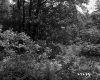 Forest with Ferns and Shrubs