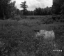 Small Pond amongst a Meadow