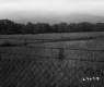 Chain Link Fence with Meadow in Background