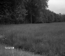 Small Brook running through Meadow