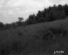 Inclined Meadow with Mixed Forest