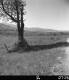 Single Tree with Hilly Landscape in Background