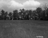 Grassy Pasture lined by Trees