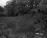 Grassy Pasture with Abutting Forest