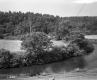 Trees by Riverbank