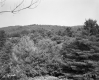 Trees from Above