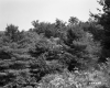Trees from Hill