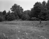Field and Trees
