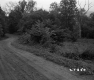 Dirt Road by Trees