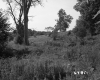 Tall Grass in Field