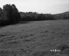 Field Surrounded by Trees