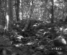Forest Stream