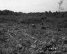 Tree Stumps in Field