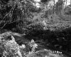 Footpath in Forest