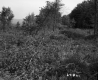 Tree Branches in Field