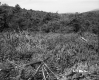 Branches in Field