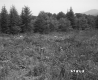 Field with Tall Grass