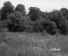 Field with Tall Grass
