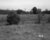 Cow in Field