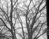 Close-Up of Leafless Tree